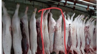 Vụ C.P. Việt Nam: Người tố cáo tung thêm hình ảnh heo 'bất thường' ở lò mổ