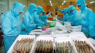 Tôm Việt sang Mỹ chịu thuế cao nhất 19 năm qua, lên tới hơn 35%
