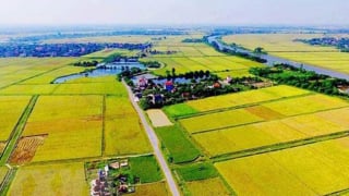  Việt Nam: Mắt xích quan trọng trong chuỗi cung ứng xanh toàn cầu 