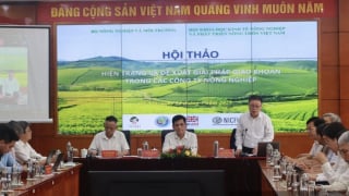 ‘Khoán đất’ đất nông nghiệp: Muốn làm lớn nhưng vẫn sợ rủi ro