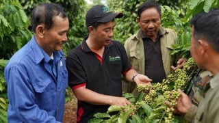 Thủ tướng lệnh đẩy mạnh chế biến sâu cà phê và xuất khẩu cá ngừ sang thị trường EVFTA