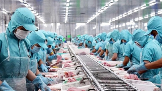 Giá bán cá tra chưa hồi phục, Nam Việt (ANV) ghi nhận lợi nhuận 'chạm đáy' 7 năm