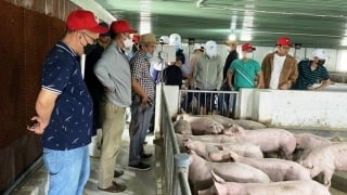Farm Tech đầu tư 135 tỷ nuôi lợn công nghệ cao ở Quảng Trị