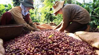 Giảm phát thải: Con đường nâng tầm cà phê Việt