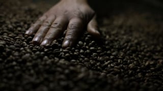 Trung Quốc tung 'phao cứu sinh' cho cà phê Brazil sau đòn thuế từ Mỹ