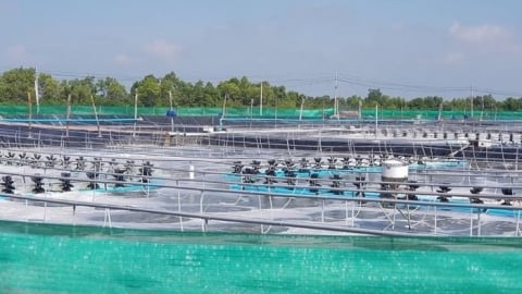 Bình Định: Gặp khó khăn, DN xin dừng dự án nuôi tôm 1.200 tỷ