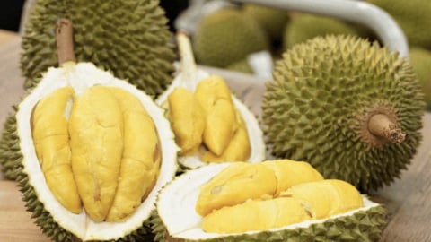 Cao su Đắk Lắk trồng sầu riêng: Thu 10 đồng lãi 7 đồng 
