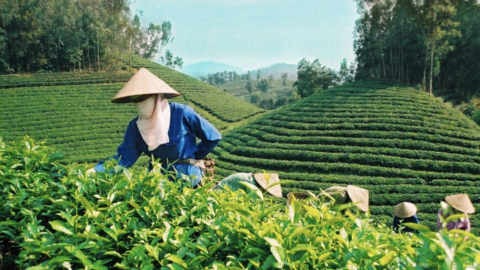 Chè Việt giành lại thị phần tại Đài Loan