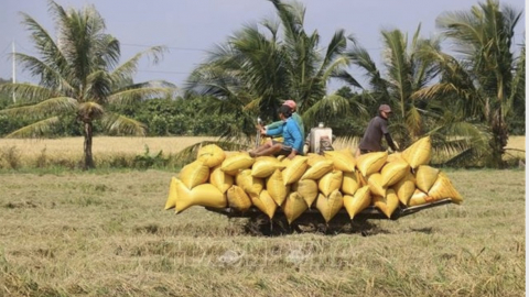 Gạo trong nước đắt hơn xuất khẩu: Tình huống bất thường, Thủ tướng yêu cầu kiểm tra 