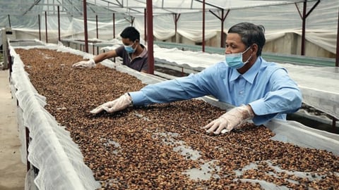 Cổ phiếu cà phê: Vị đắng trên sàn chứng khoán