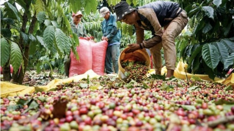 Giá cà phê nóng nhưng cổ phiếu nguội: Vì sao nhà đầu tư chưa chịu rót vốn?