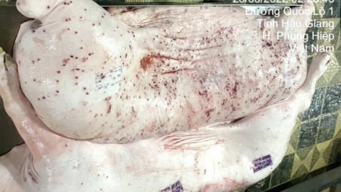 C.P. Việt Nam xác nhận hình ảnh ‘heo có biểu hiện bất thường’ tại lò mổ