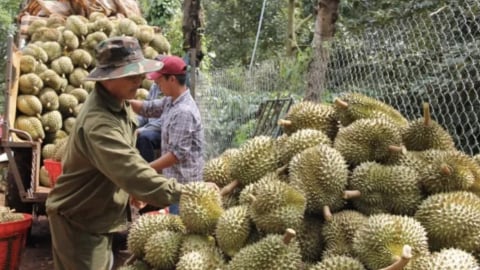 Thị trường Trung Quốc không còn dễ dãi: Sầu riêng trả giá vì 'cẩu thả'