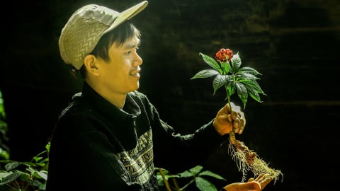 Câu chuyện 'Cây Sâm Ngọc Linh' qua ảnh