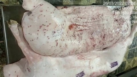 Vụ Công ty C.P. Việt Nam bị tố bán heo bệnh: Điều tra động cơ phát tán vụ việc