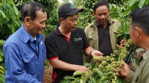 Thủ tướng lệnh đẩy mạnh chế biến sâu cà phê và xuất khẩu cá ngừ sang thị trường EVFTA