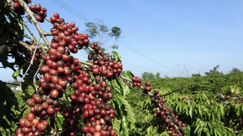 Chưa từng có trong lịch sử, cà phê Robusta tăng lên gần 1.000 USD/tấn