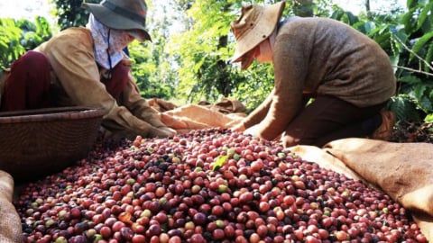 Giảm phát thải: Con đường nâng tầm cà phê Việt