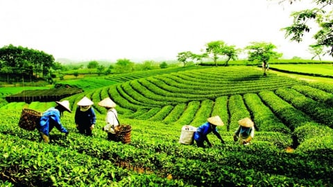 Chủ trang trại được vay 3 tỷ đồng không cần tài sản đảm bảo