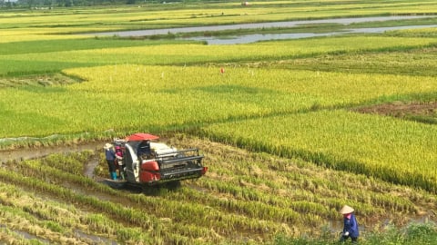 Gạo phát thải thấp: 'Tấm hộ chiếu' xanh trên bản đồ xuất khẩu toàn cầu 
