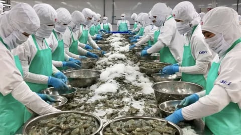 Minh Hải Jostoco âm vốn 500 tỷ đồng: Từ doanh thu nghìn tỷ đến nguy cơ giải thể