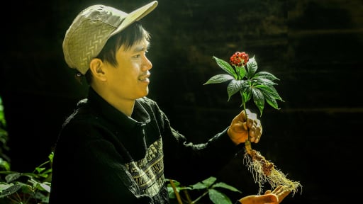 Cậu chuyện 'Cây Sâm Ngọc Linh' qua ảnh