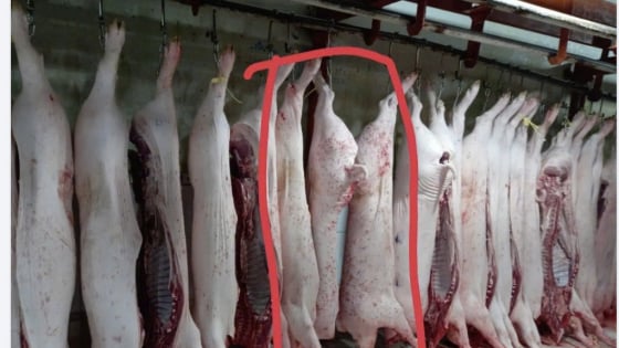 Vụ C.P. Việt Nam: Người tố cáo tung thêm hình ảnh heo 'bất thường' ở lò mổ
