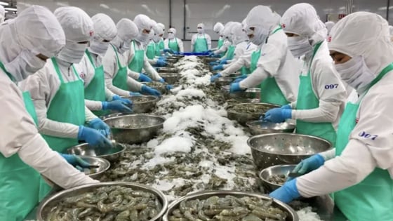 Minh Hải Jostoco âm vốn 500 tỷ đồng: Từ doanh thu nghìn tỷ đến nguy cơ giải thể