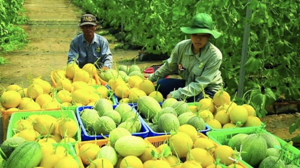 Nông sản Việt: Để đi xa cần chuẩn hóa và 'chơi' đúng luật