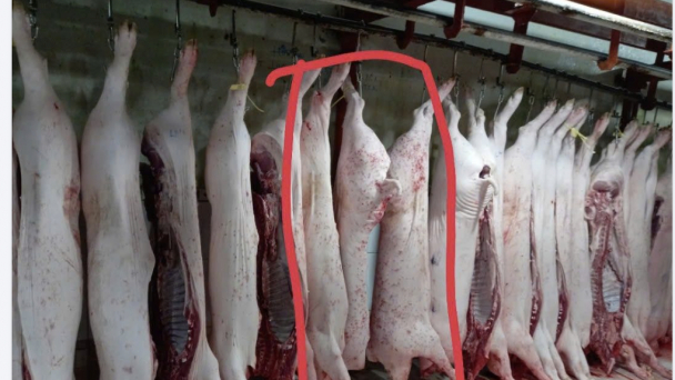 Vụ C.P. Việt Nam: Người tố cáo tung thêm hình ảnh heo 'bất thường' ở lò mổ
