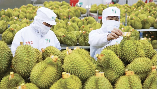 Không còn đường lùi: Sửa từ gốc, lấy lại niềm tin cho sầu riêng Việt
