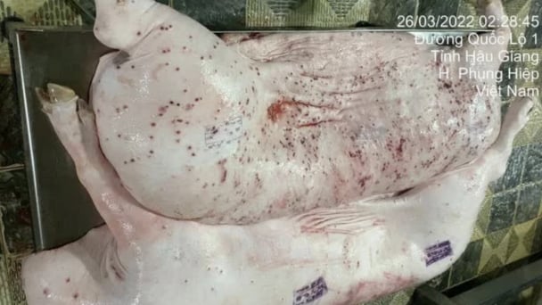 C.P. Việt Nam bị tố bán heo bệnh: Công an quyết định không khởi tố vụ án