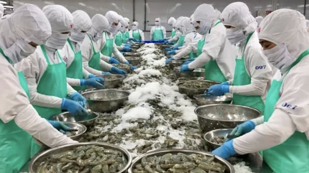 Minh Hải Jostoco âm vốn 500 tỷ đồng: Từ doanh thu nghìn tỷ đến nguy cơ giải thể