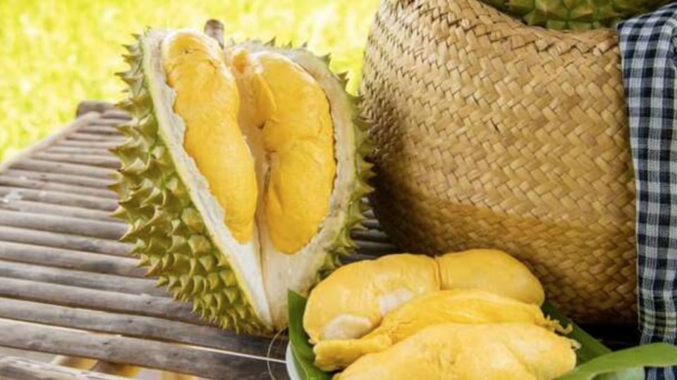 Hàng ngàn container sầu riêng bị trả lại: Nghi do phân bón DAP Hàn Quốc?