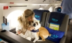 Xuất hiện hãng hàng không cho chó: Từ 6.000 USD/cặp vé, có cả ‘khoang hạng nhất’