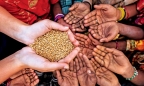 Nạn đói năm 2022: 'Lửa' đang lan trên cánh đồng lúa mì
