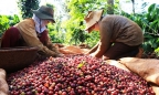 Bloomberg: 'Người trồng cà phê Việt ém hàng chờ giá cà phê tăng giá trở lại'