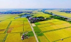 Dự thảo Luật Đất đai: ‘Ngân hàng đất nông nghiệp sẽ thúc đẩy tích tụ ruộng đất’