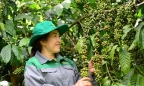 Lâm Đồng: Cà phê tăng 20% năng suất, tiết kiệm 15% chi phí nhờ bón phân hợp lý
