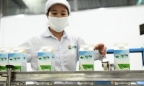 Sữa Mộc Châu: Doanh thu quý III lập kỷ lục, lợi nhuận giảm 7% do giá vốn neo cao