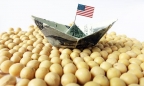 Vừa đạt thỏa thuận ‘đình chiến’, Trung Quốc ‘rục rịch’ nhập khẩu đậu tương Mỹ