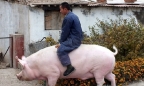 Khan hiếm thịt, nông dân Trung Quốc nuôi lợn khổng lồ nặng tới 750kg