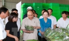 Thủ tướng thăm 'vườn rau công nghệ cao' của Vingroup