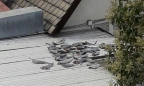 Yêu cầu ‘báo cáo gấp’ vụ vây cá mập phơi trên mái nhà Đại sứ quán tại Chile