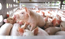 Giá lợn phục hồi, nhiều ‘ông lớn’ ngành chăn nuôi vẫn chưa thể vực dậy