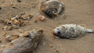 Thảm họa cá chết: Đền bù 500 triệu USD, rồi sao nữa?