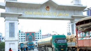 4,8 tấn tôm hùm tươi sống 'mở hàng' năm mới tại cửa khẩu Lào Cai