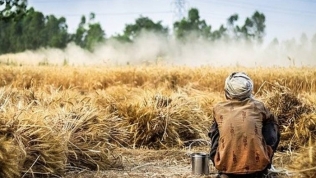 Khủng hoảng lương thực: Toàn cầu lo thiếu gạo, cà chua tăng giá 3,5 lần, hành củ đắt kỷ lục