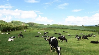 Cổ phiếu Mộc Châu Milk được chấp thuận giao dịch trên UPCoM