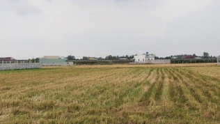 Đồng Tháp, Long An được phép chuyển hàng chục ha đất trồng lúa sang đất phi nông nghiệp
